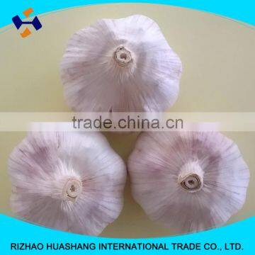 normal white fresh garlic size5.5cm