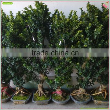 Ficus microcarpa bonsai trees Shaped Bonsai Ficus
