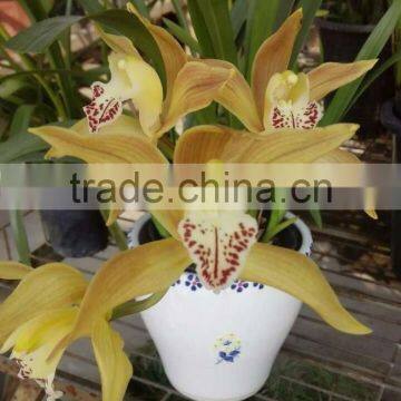 Cymbidium hybridum faberi(Yu Shan beauty)