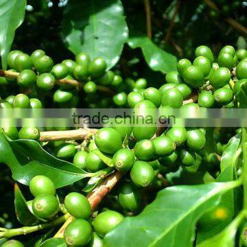 Green Coffee Bean P.E Chlorogenic Acid 50% By HPLC