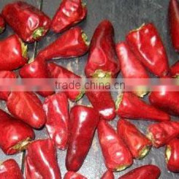 red bullet chillies