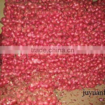 onion in China