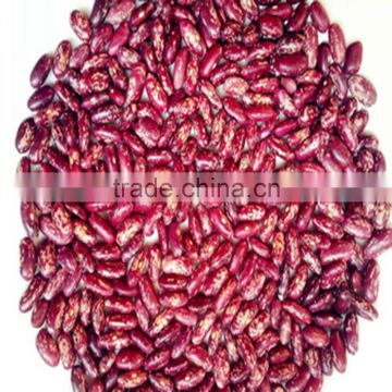 JSX sprouting red speckled kidney bean 100% pure premium excellent quality mottled beans