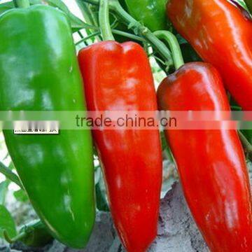 organic red chilli pepper