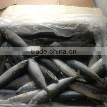 hot sale big size freezing mackerel fish