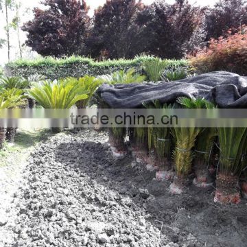 green cycas for village landscape