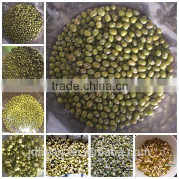 sprouting green mung beans NE origin