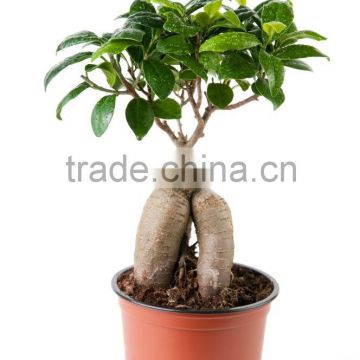 ginseng ficus microcarpa bonsai