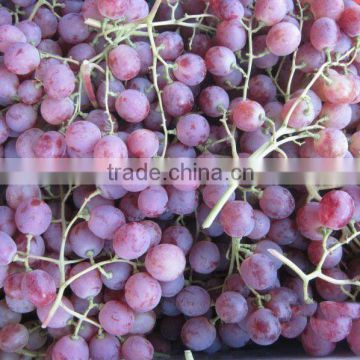 Hot Sale Fresh Red Grapes