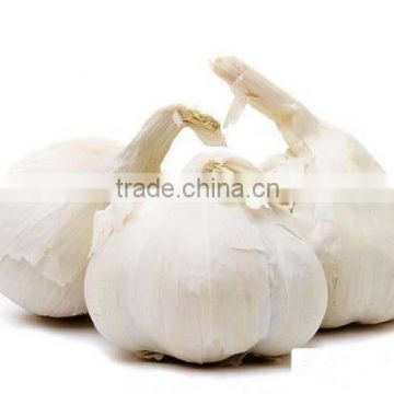 ISO Global GAP HACCP KOSHER JAS certification fresh garlic