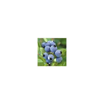 Bilberry Extract, Blueberry Extract, European bilberry extract