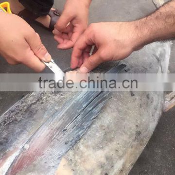 Frzoen yellowfinfin tuna Whole Round 3.4kg-10kg (Thunnus albacores )