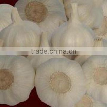 Garlic Exporter
