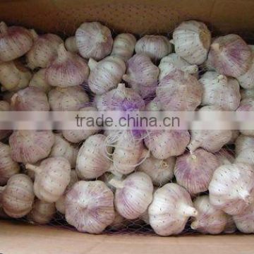 Juyuan Normal Garlic