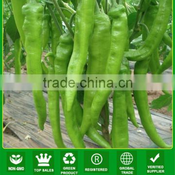 P05 XY no.19 hot green pepper seeds in vegetable seeds, difference type of seeds