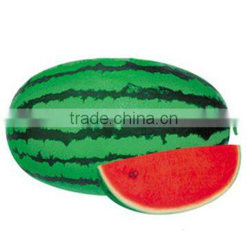 Dark Green Stripes Oblong Watermelon Seed Califor Lord