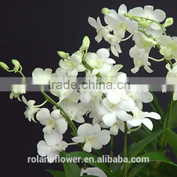wholesale processing type fresh cut cattleya white orchid plants