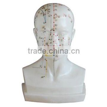 43cm English Medical Acupuncture Model Life Size Human Head Acupuncture Points Model