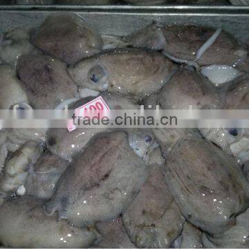 frozen octopus fish