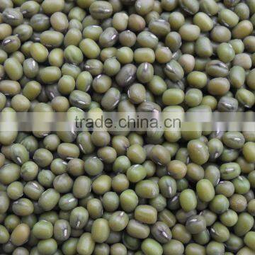 green mung bean