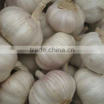 2014 new crop fresh white garlic 5.5cm