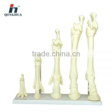 Plastic horse leg bone