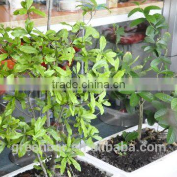 Veranda greening space magic planting pot