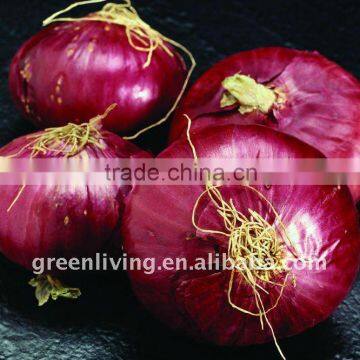 sell good quality Onion in china-1