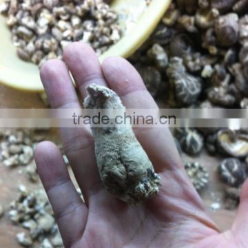 dried shiitake mushroom leg/ mushroom stem
