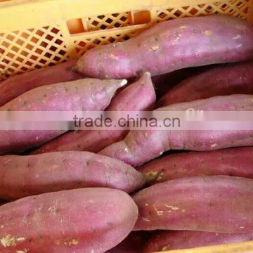 Europe Market Sweet Potato