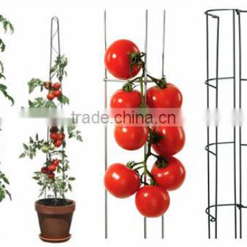 Tomato Ladders Are Ideal for Growing Tomatoes in Pots