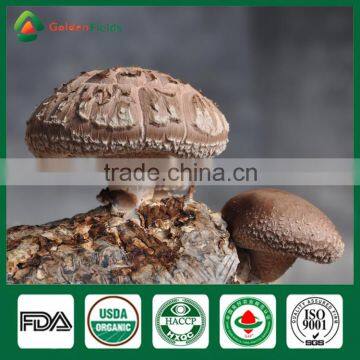 Spawn Logs of Shiitake Mushroom,Mushroom Logs for Sale,Shiitake Mushroom Logs