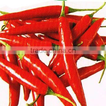 Vietnam Cheap Price red Chili
