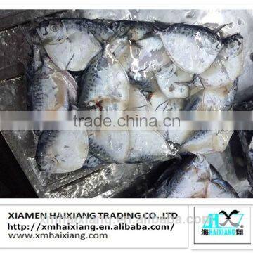 Frozen moonfish /Mene Maculata price