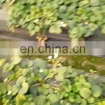 China agricultural black pe perforated plastic mulch film