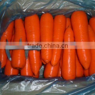 China Fresh Carrots good quality for clients all over the