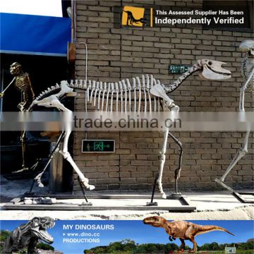MY Dino-C054 Horse skeleton model for sale