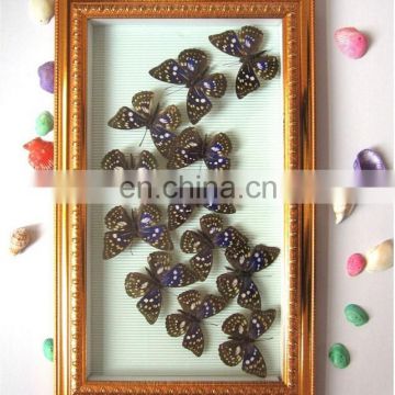fashion real butterfly frame for gifts