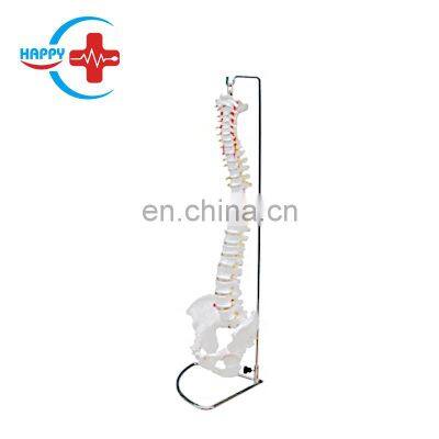 HC-S210 Medical taching LIfe Size Natural large spine model/Human Spine Skeleton model