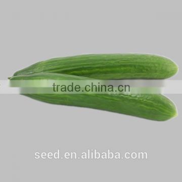 Chinese cucumber hybrid seeds SXC No.3