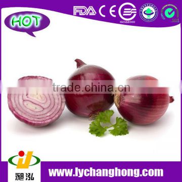 Fresh Onion for Middle East Market