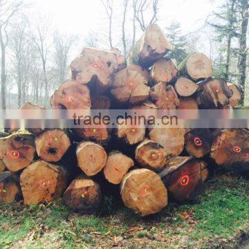 BEECH LOGS ABC QUALITY