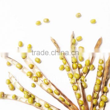 Chinese Green Mung Bean