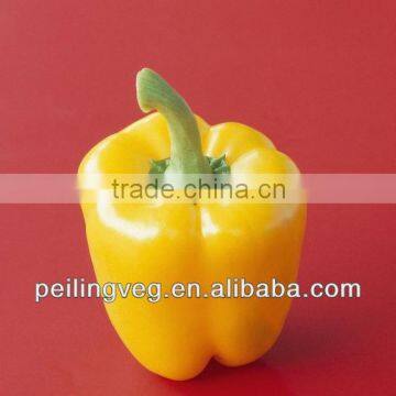 New Yellow Round Sweet Pepper Exporter