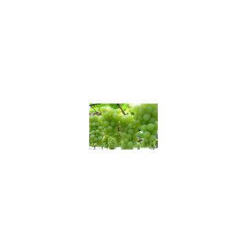 Sell Grape Seed Extract