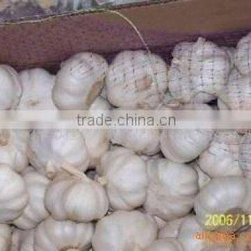 pure white Garlic 5.5cm in 10kg carton