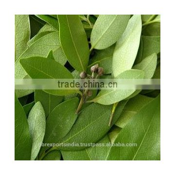 Bay / Bay Leaf Oil (Pimento Racemosa)