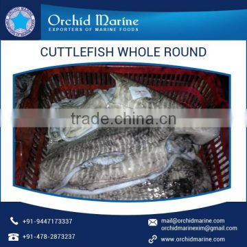 2016 Best Selling Calorie Rich Cuttlefish Whole Round Available from Genuine Supplier