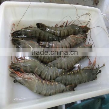 frozen shrimp and seafood fresh