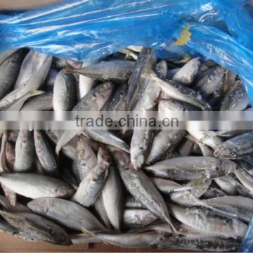 Light Catch IQF Frozen Round Scad Fish with all size and Grade A Quality